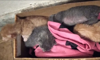 Imagen de la nota: Rescató cuatro gatitos y busca tránsito “urgente”