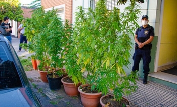 Imagen de la nota: Azul: secuestraron 8 plantas y 20 frascos de cogollos