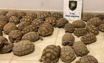Imagen de la nota: Tres Arroyos: encontraron 140 tortugas en un allanamiento