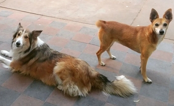 Imagen de la nota: Pancha y Bamby buscan un nuevo hogar