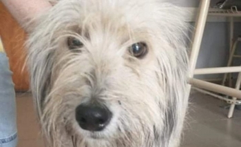 Imagen de la nota: Buscan tránsito para un perrito que está hace un mes en la Universidad