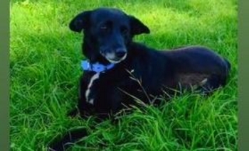 Imagen de la nota: Buscan un hogar para Moni