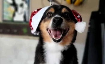 Imagen de la nota: Piden ayuda para recuperar a Uma