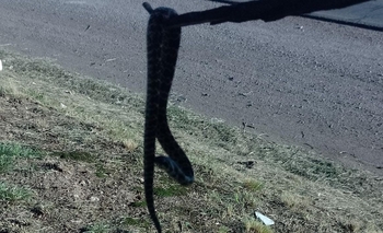 Imagen de la nota: Encontraron una serpiente en la Virgen de la Loma 