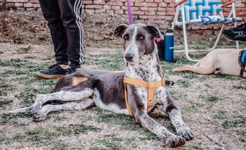 Imagen de la nota: Campaña de adopción: Fako busca una familia