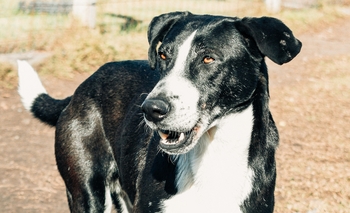 Bromatología: “Coco” espera un hogar que lo adopte Imagen de la nota: Bromatología: “Coco” espera un hogar que lo adopte