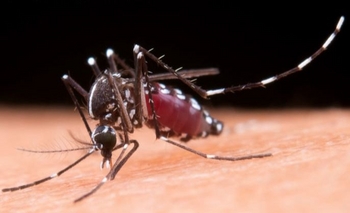 Imagen de la nota: Dengue: solo queda un municipio en brote y con monitoreo de casos