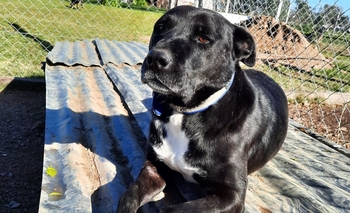 Bromatología: Hannie busca hogar Imagen de la nota: Bromatología: Hannie busca hogar