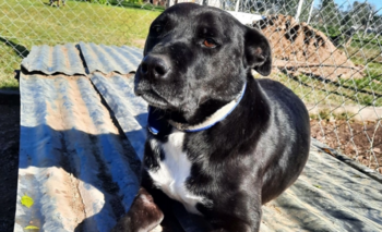 Bromatología: Hannie busca hogar Imagen de la nota: Bromatología: Hannie busca hogar