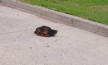 Imagen de la nota: Perro decapitado: allanaron un domicilio y encontraron 