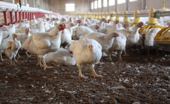 Imagen de la nota: Refuerzan la vigilancia epidemiológica ante nuevos casos de gripe aviar