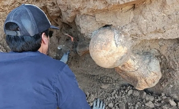 Imagen de la nota: Santa Clara del Mar: dos turistas encontraron restos fósiles de un perezoso gigante
