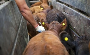 Imagen de la nota: El Senasa libera la elección del veterinario para la vacunación de ganado