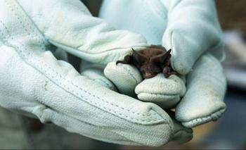 Imagen de la nota: Este sábado habrá un bloqueo antirrábico