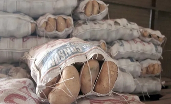 Imagen de la nota: Cayó un 12% la siembra de papa en la Provincia