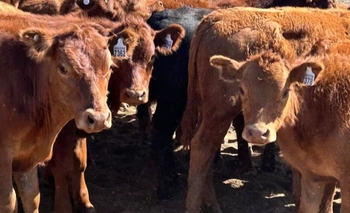 Imagen de la nota: Para los empresarios ganaderos es un buen momento para invertir