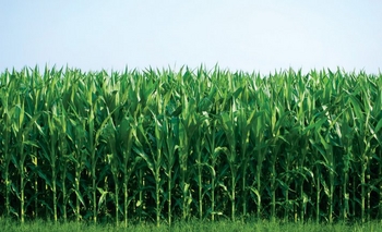 Imagen de la nota: Nueva forma de imputar las toneladas de maíz declaradas