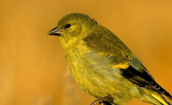 Imagen de la nota: Último fin de semana de la muestra 