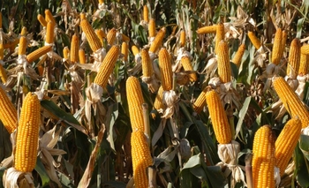 Ruralistas dicen:  Imagen de la nota: Ruralistas dicen: