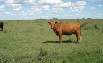 Imagen de la nota: Ruralistas se reúnen desde este miércoles en Balcarce