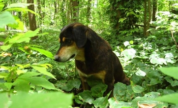 Imagen de la nota: Compartimos el DíadelAnimal