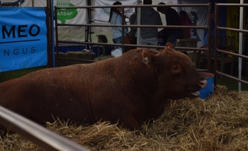 Imagen de la nota: Olavarría nuevamente será sede de la Exposición Nacional de Primavera Angus