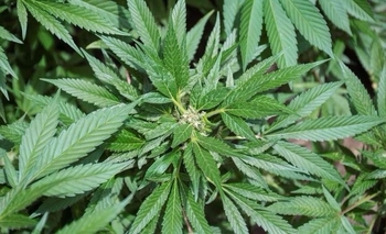 Imagen de la nota: Olavarría se suma a la Marcha Mundial de la Marihuana