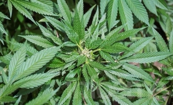 Imagen de la nota: Olavarría se suma a la Marcha Mundial de la Marihuana