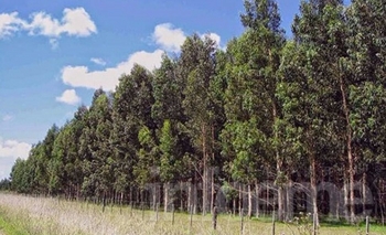 Imagen de la nota: Plan de incentivos a la actividad forestal