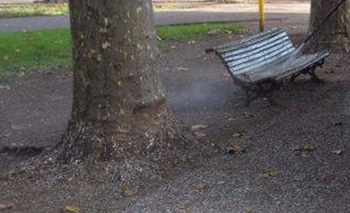 Volvió el debate por los tordos de la plaza  Imagen de la nota: Volvió el debate por los tordos de la plaza