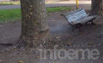 Imagen de la nota: Volvió el debate por los tordos de la plaza 