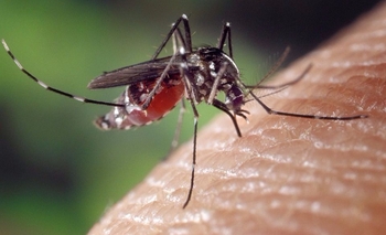 ¿Por qué hay una invasión de mosquitos en otoño? Imagen de la nota: ¿Por qué hay una invasión de mosquitos en otoño?