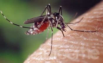Imagen de la nota: ¿Por qué hay una invasión de mosquitos en otoño?