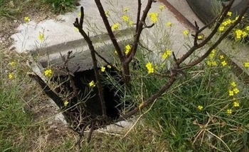 Imagen de la nota: Pedirán colocar tapas de bocas de tormenta en Avenida Avellaneda