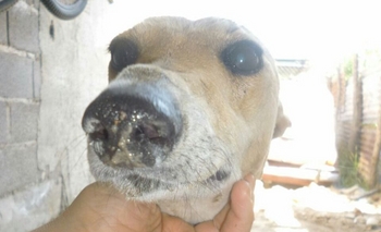 Imagen de la nota: Buscan perra robada 