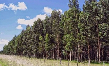 Comenzó la inscripción para el Incentivo a la Actividad Forestal Imagen de la nota: Comenzó la inscripción para el Incentivo a la Actividad Forestal