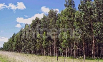 Imagen de la nota: Comenzó la inscripción para el Incentivo a la Actividad Forestal