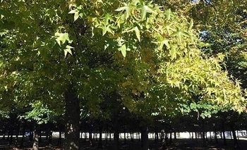 Inscripción para el Plan de Incentivos a la Actividad Forestal Imagen de la nota: Inscripción para el Plan de Incentivos a la Actividad Forestal