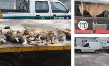 Imagen de la nota: Cuatro retenidos por caza furtiva con perros galgos