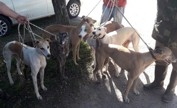 Imagen de la nota: Usaban 12 galgos para cazar y fueron infraccionados