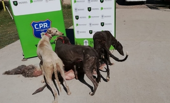 Imagen de la nota: Galgueros olavarrienses demorados en Tapalqué 