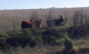 Imagen de la nota: Espigas: Infracciones  por animales sueltos 