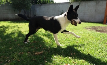 Imagen de la nota: Crean un microchip  para encontrar a las mascotas perdidas