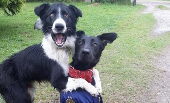 Imagen de la nota: Lectores de Infoeme compartieron fotos de sus mascotas