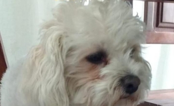 Imagen de la nota: Buscan a una perra perdida