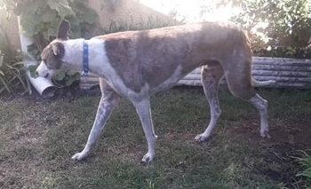 Zeus y una historia que espera su final feliz Imagen de la nota: Zeus y una historia que espera su final feliz