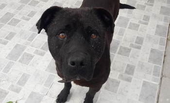 Imagen de la nota: Buscan los dueños de un perro que apareció en el barrio Bancario I