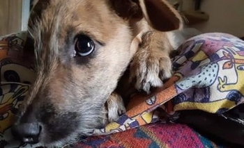 Imagen de la nota: Buscan un hogar para “Firu”