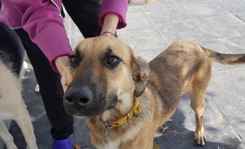 Imagen de la nota: Encuentran a un perro y buscan a sus dueños