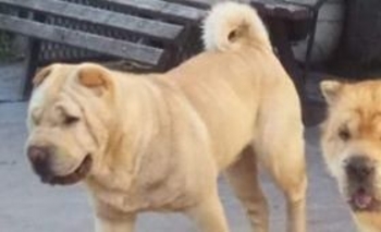 Imagen de la nota: Se perdió un perro en barrio Villa Mailín